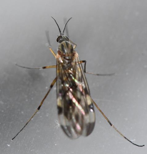 Sylvicola sp.